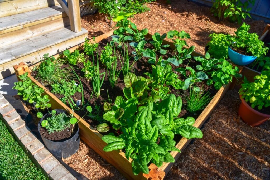 small garden in the backyard