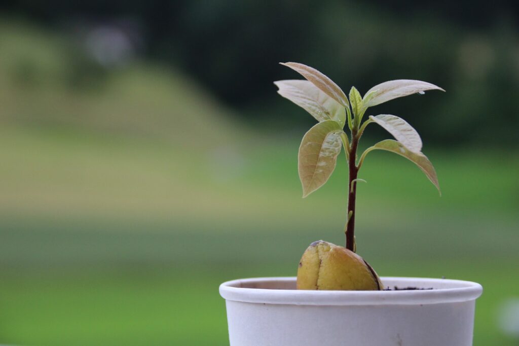 How to Plant Avocado Seed Avocado seed with plant