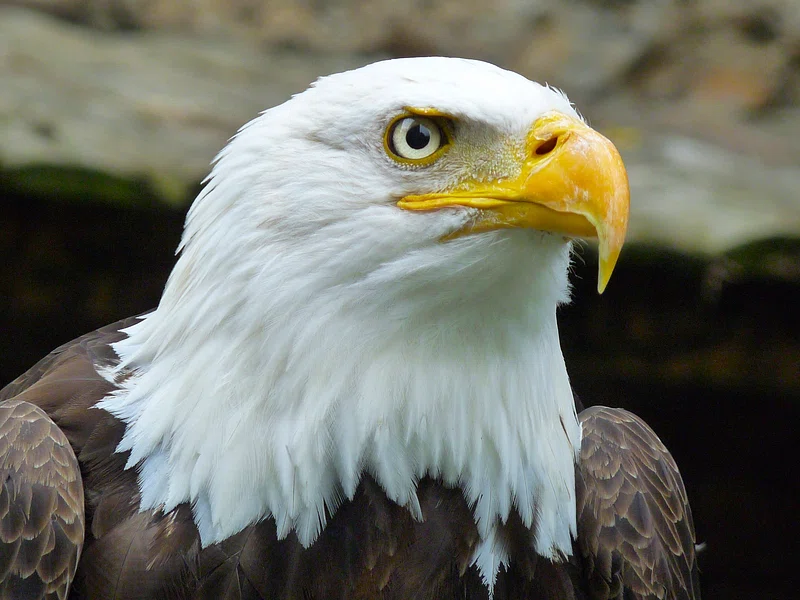 Bald Eagle vs Philippine Eagle