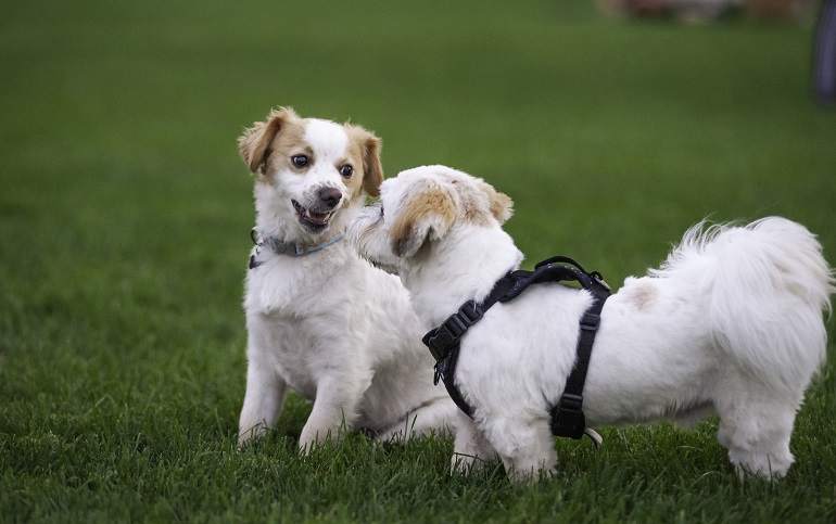 How to Introduce a New Dog? Dog meeting another dog