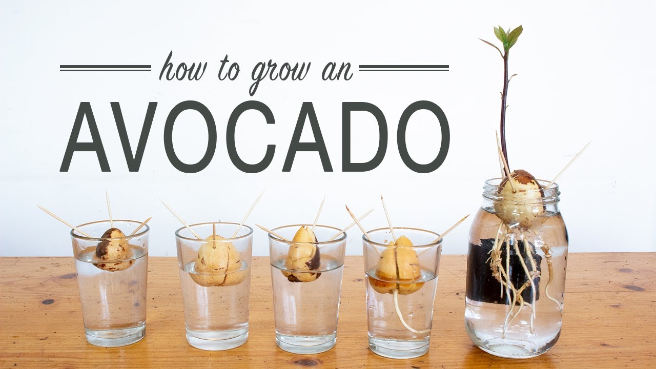 Read more about the article Step by Step Guide: How to Plant Avocado Seed