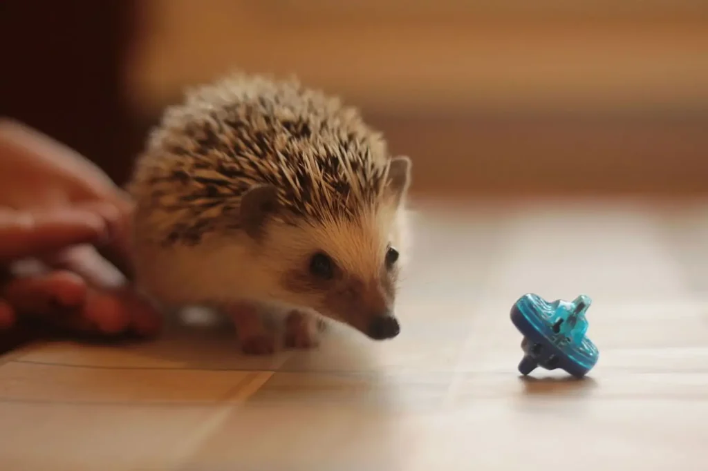 Best Toys for Hedgehogs