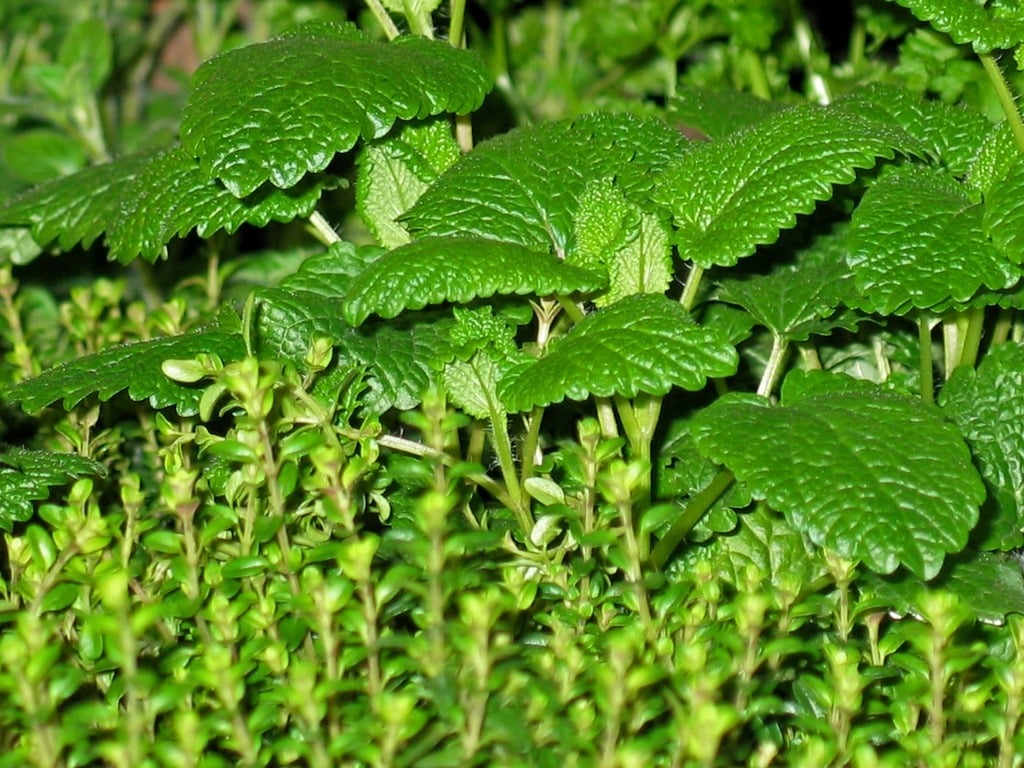 herb growing in the garden