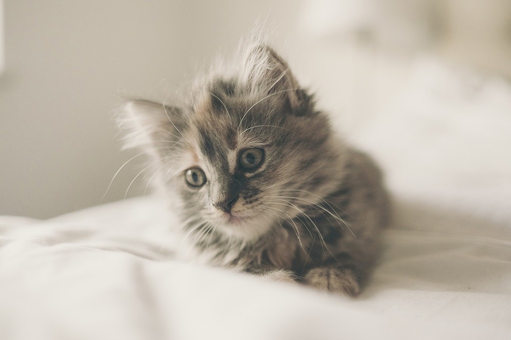 Read more about the article Best Hypoallergenic Cat Breeds of 2024