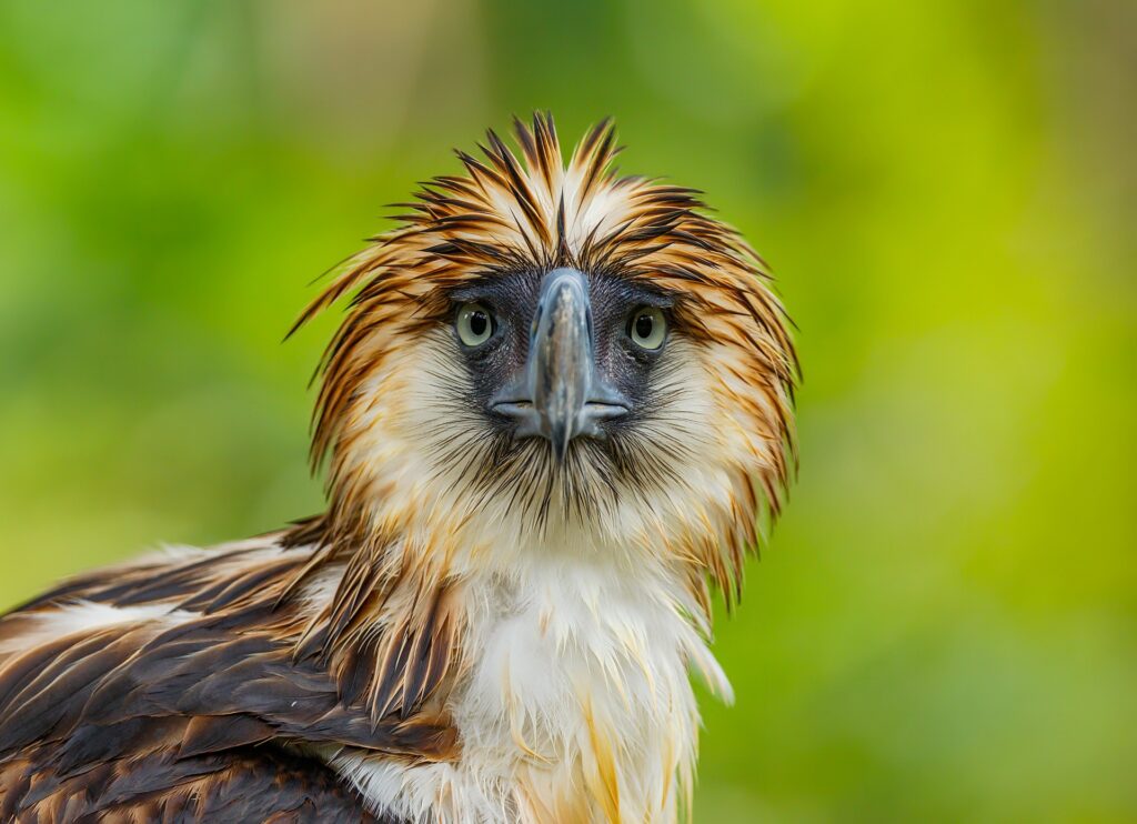 Bald Eagle vs Philippine Eagle